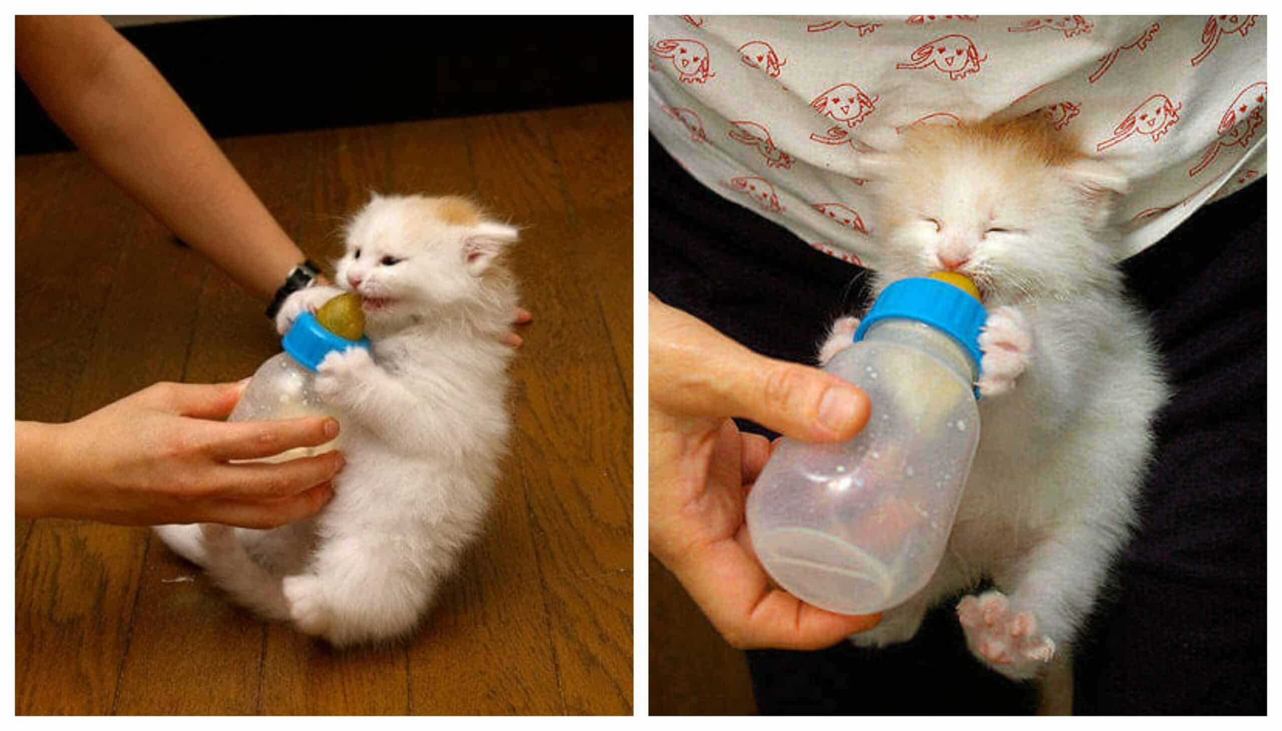Kitty Needs His Bottle Because He Loves It So Much