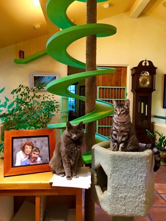 Man Completely Rebuilds the Inside of His House for His 22 Rescue Cats 2