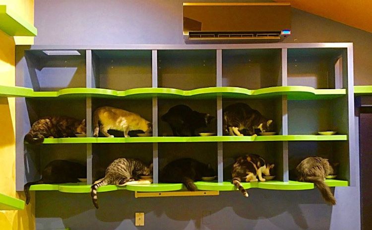 Man Completely Rebuilds the Inside of His House for His 22 Rescue Cats 3