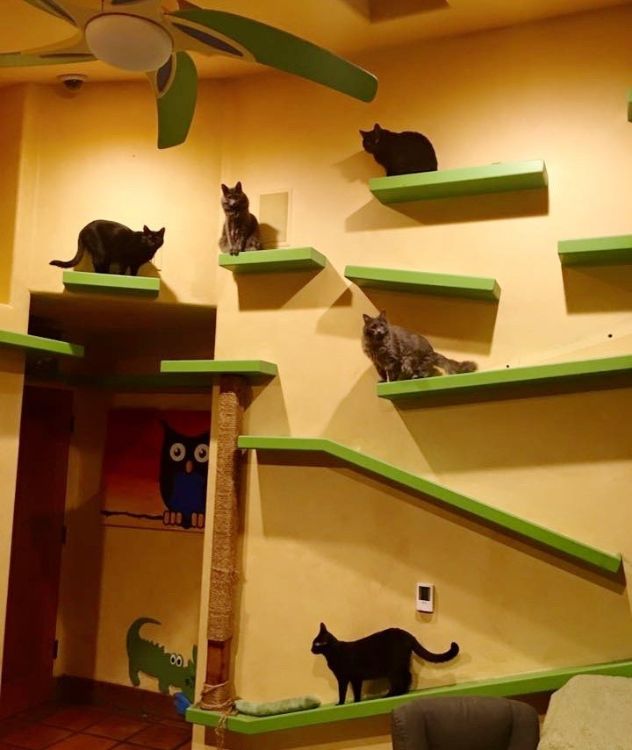 Man Completely Rebuilds the Inside of His House for His 22 Rescue Cats 4
