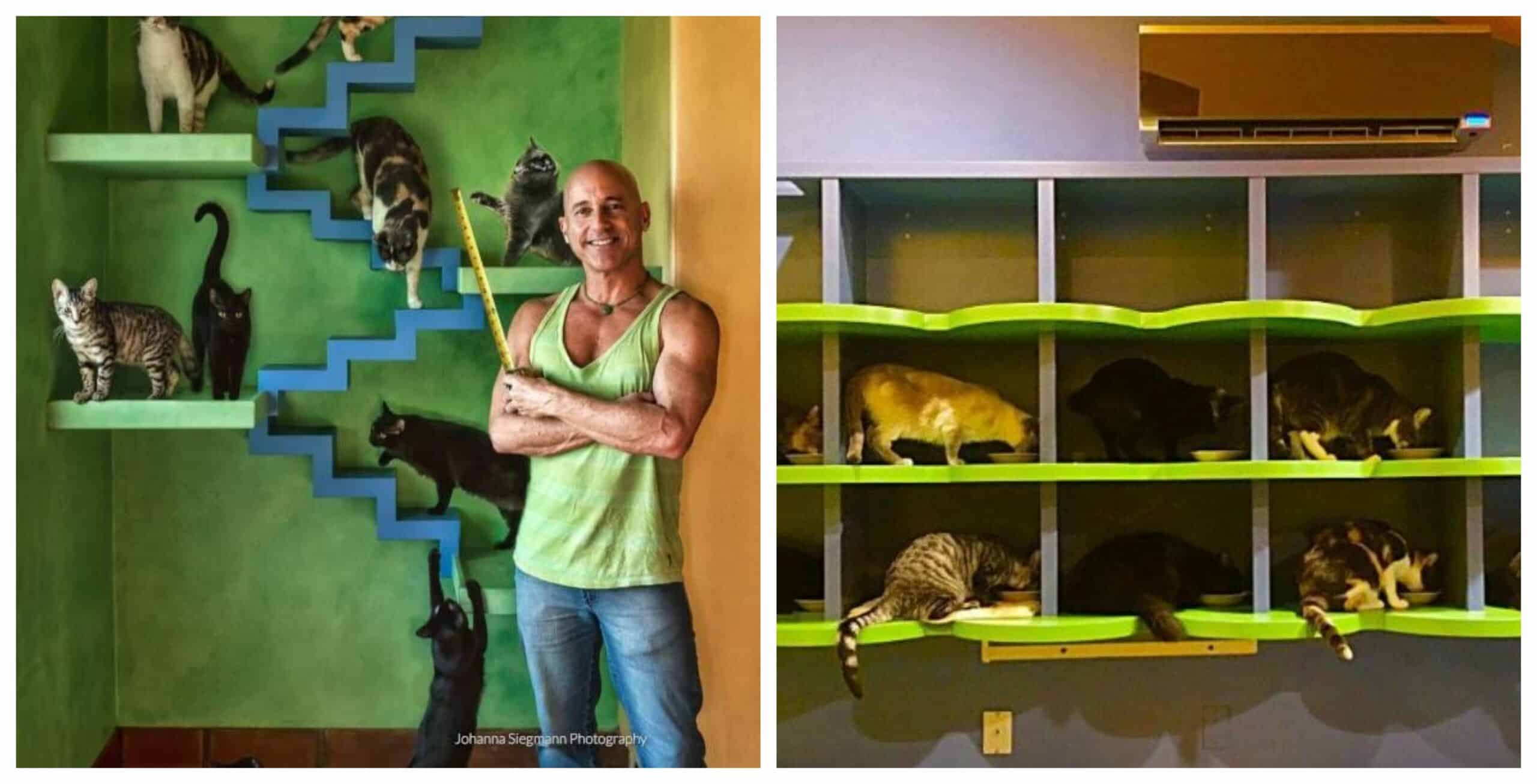 Man Completely Rebuilds the Inside of His House for His 22 Rescue Cats