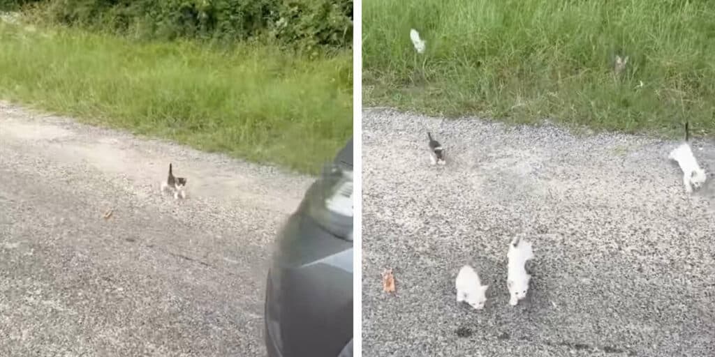 Man Gets Ambushed by Twelve Others After Stopping Car to Help Kitten Alone 2