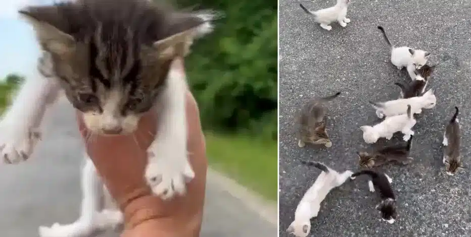 Man Gets Ambushed by Twelve Others After Stopping Car to Help Kitten Alone!