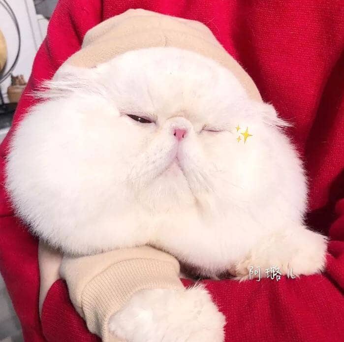 Meet Fen Fen the beautiful cat has the most chubby cheeks you've ever seen 3