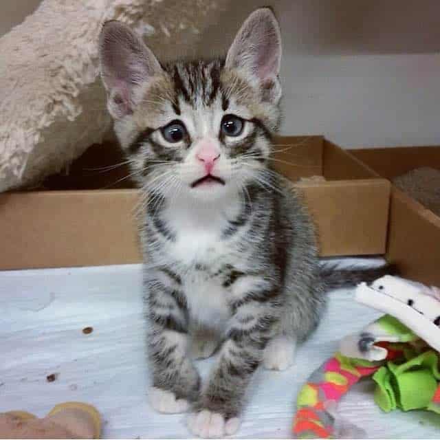 Meet a Kitten with Worried Eyes that Will Melt Your Heart 1