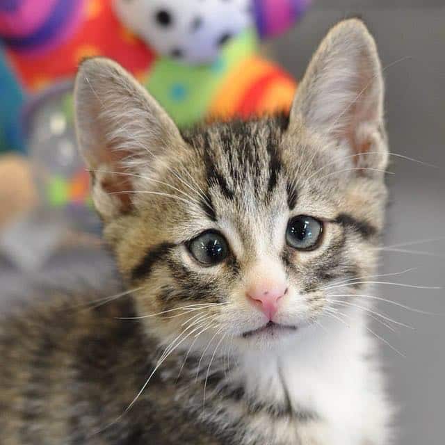 Meet a Kitten with Worried Eyes that Will Melt Your Heart 2