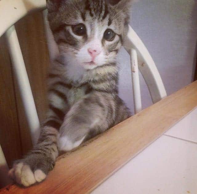 Meet a Kitten with Worried Eyes that Will Melt Your Heart 4