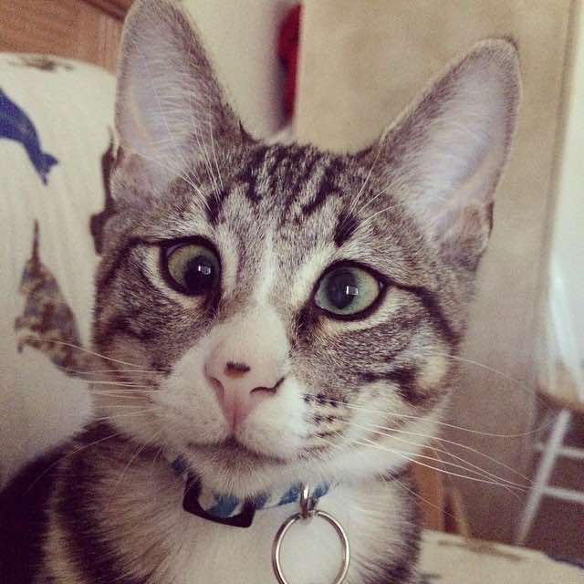 Meet a Kitten with Worried Eyes that Will Melt Your Heart 7