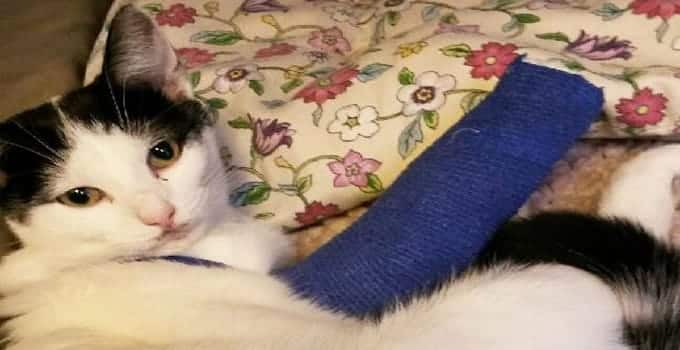 Miraculously Cat Survives After Falling From High Balcony 1