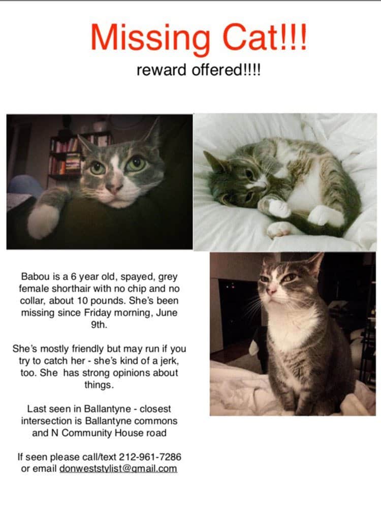 Missing Cat Returned After Being Called A Jerk In Missing Signs 1