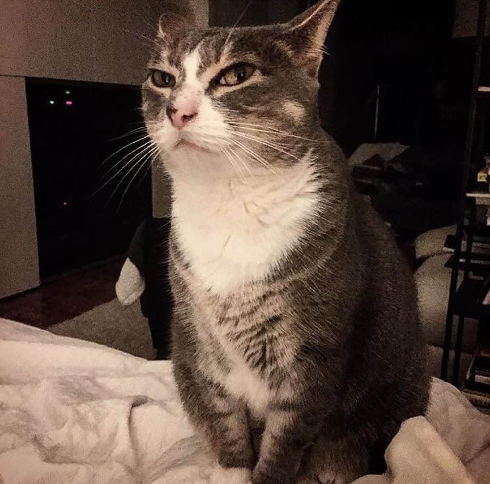 Missing Cat Returned After Being Called A Jerk In Missing Signs 3