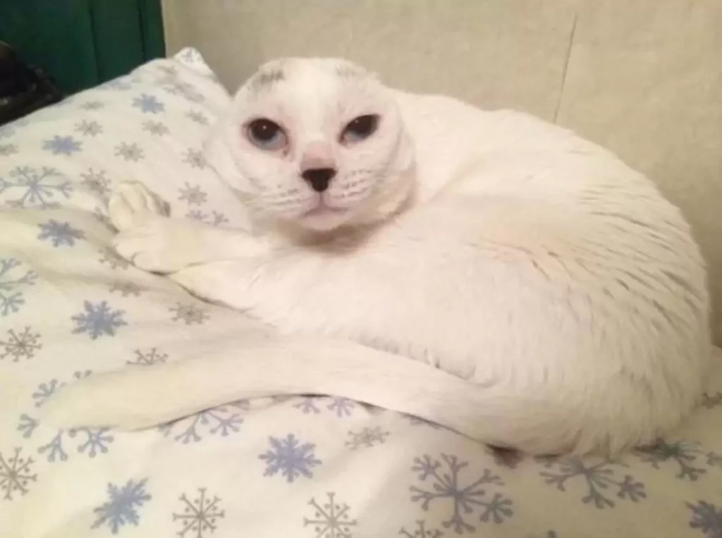 Mom Thinks Senior Cat Is Perfect Despite Losing His Ears 1