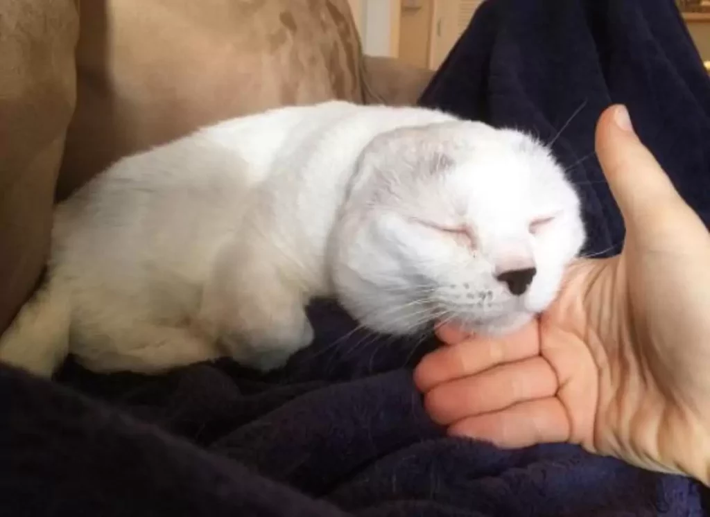 Mom Thinks Senior Cat Is Perfect Despite Losing His Ears 3