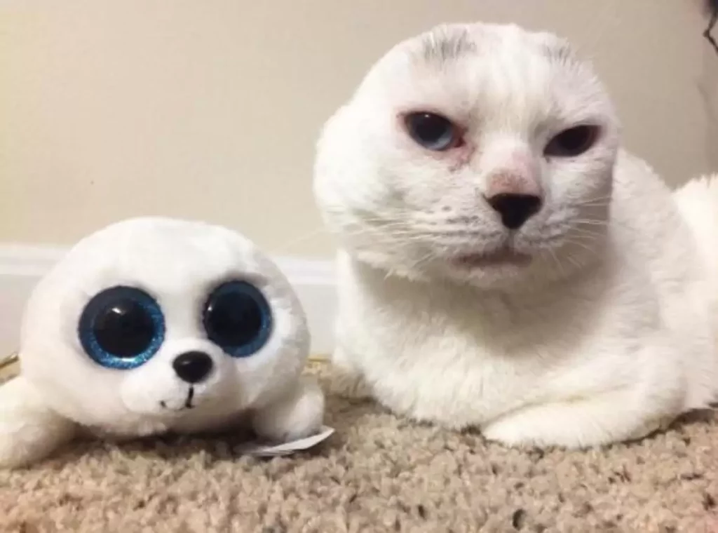 Mom Thinks Senior Cat Is Perfect Despite Losing His Ears 5