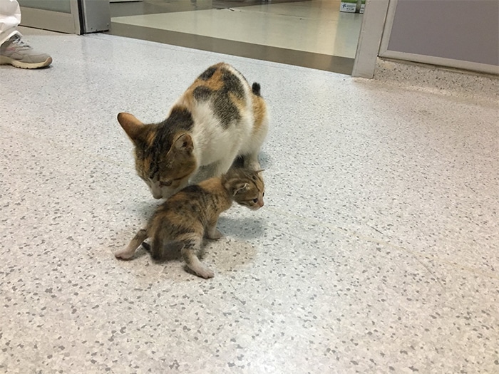 Mommy Cat Takes Her Kitten Alone to the Hospital