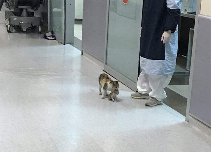 Mommy Cat Takes Her Kitten Alone to the Hospital 3