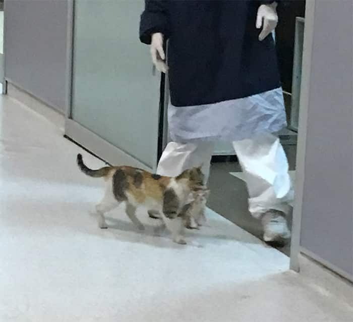 Mommy Cat Takes Her Kitten Alone to the Hospital 4