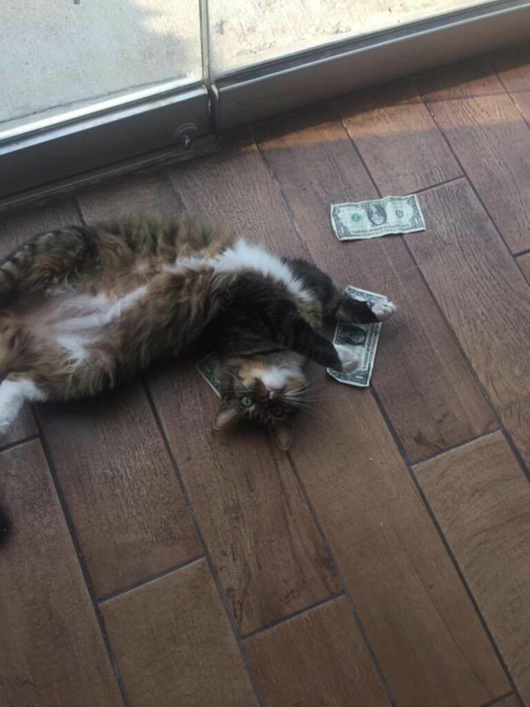 Office Cat Steals Money From Strangers Because He Loves Money So Much 2