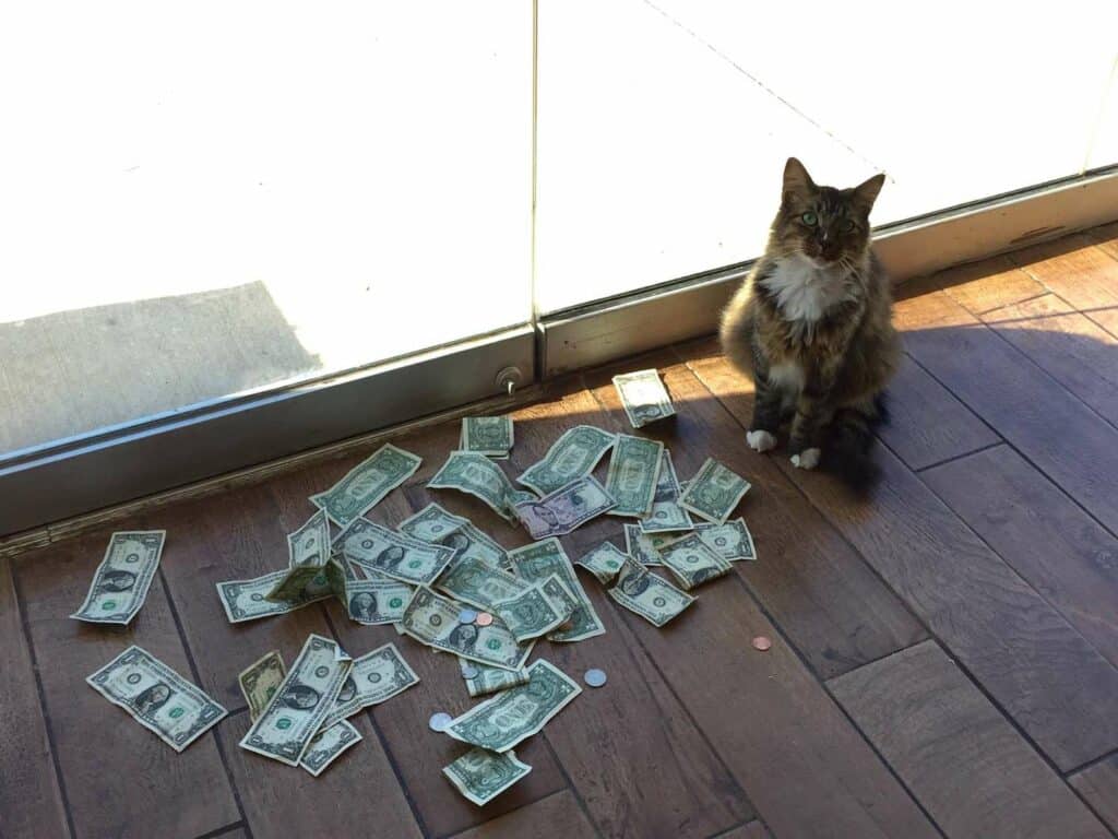 Office Cat Steals Money From Strangers Because He Loves Money So Much 3