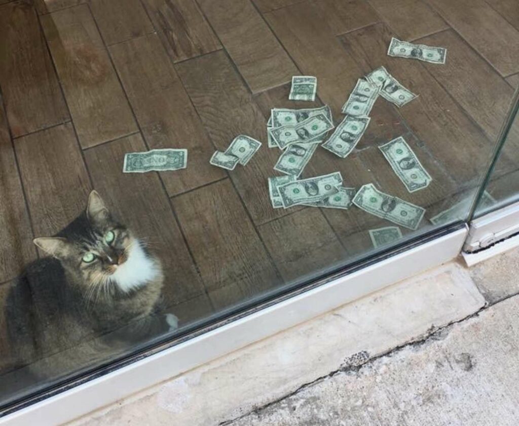 Office Cat Steals Money From Strangers Because He Loves Money So Much 4