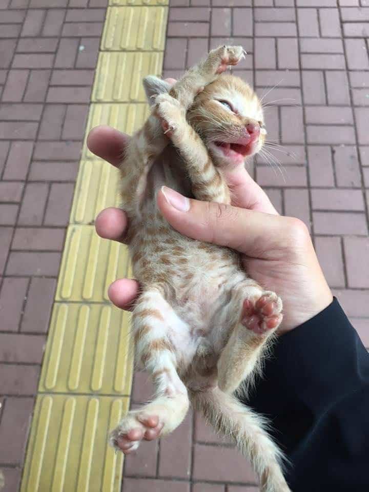 On a busy highway a man stops traffic to save a tiny kitten 4