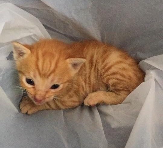 On a busy highway a man stops traffic to save a tiny kitten 5