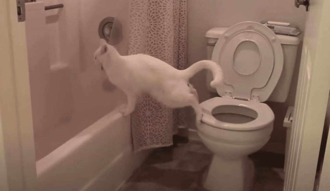 Our Cat Tried a Brand-New and Creative Pooping Technique 3