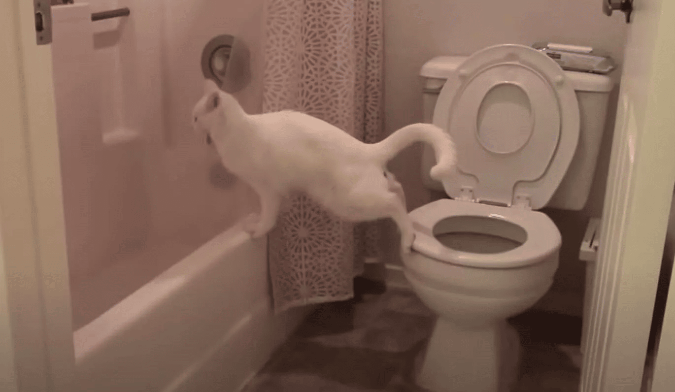 Our Cat Tried a Brand-New and Creative Pooping Technique!