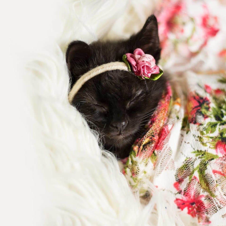 Our hearts have been stolen by a woman's newborn photo shoot with a kitten 1