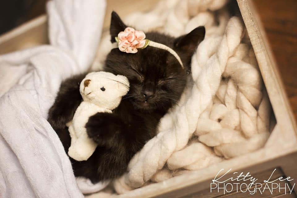 Our hearts have been stolen by a woman’s newborn photo shoot with a kitten