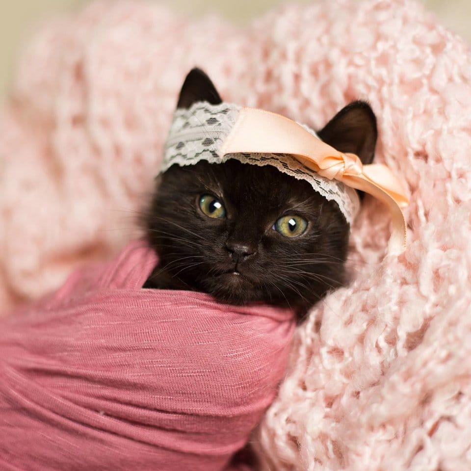 Our hearts have been stolen by a woman's newborn photo shoot with a kitten 4