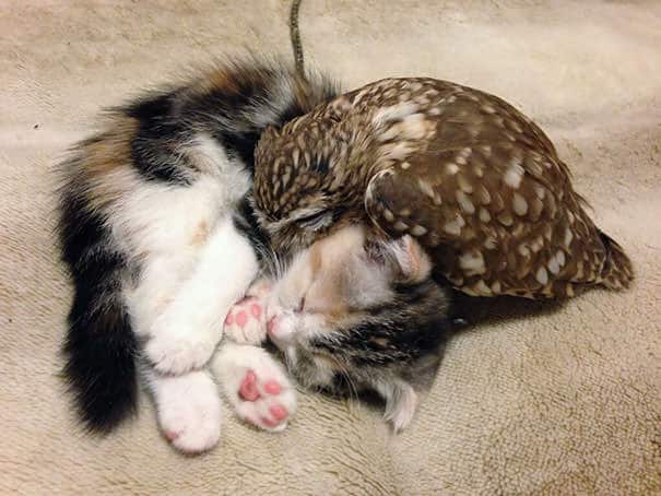 Owlet and Kitten Become Best Friends And Sleep Buddies