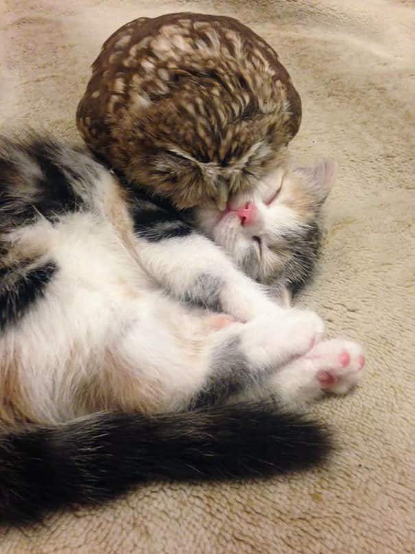 Owlet and Kitten Become Best Friends And Sleep Buddies 2
