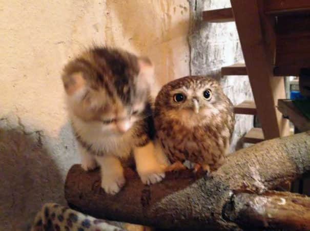 Owlet and Kitten Become Best Friends And Sleep Buddies 3