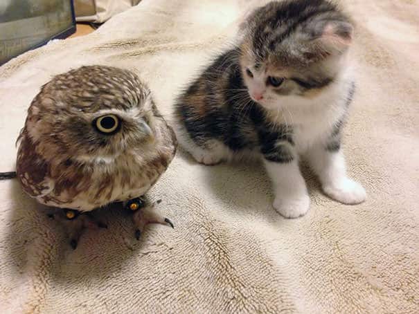 Owlet and Kitten Become Best Friends And Sleep Buddies 4