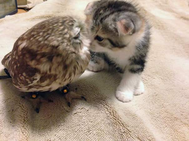 Owlet and Kitten Become Best Friends And Sleep Buddies 5