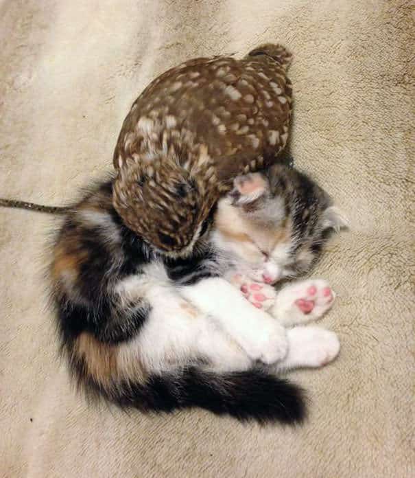 Owlet and Kitten Become Best Friends And Sleep Buddies 6
