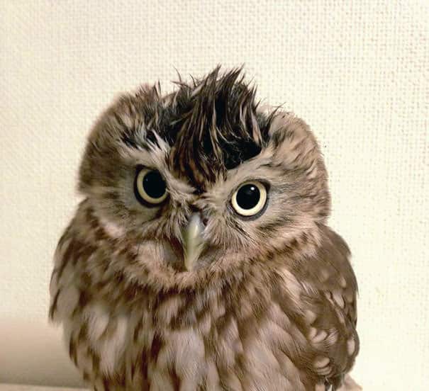 Owlet and Kitten Become Best Friends And Sleep Buddies 7