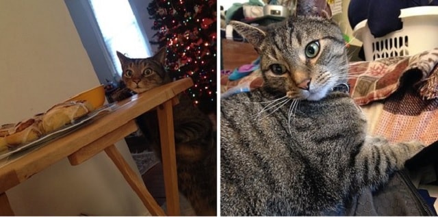 People are admiring this cat's face after finding that he stole a cinnamon bun 3
