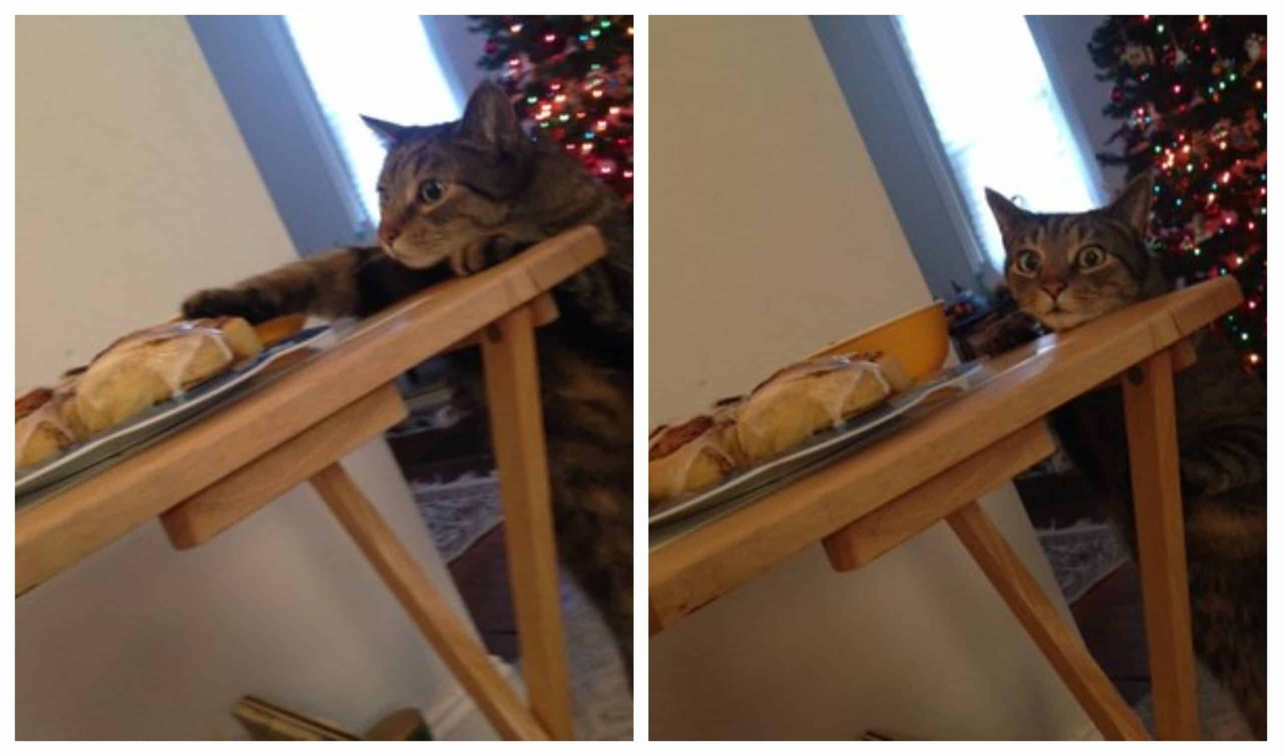 People are admiring this cat's face after finding that he stole a cinnamon bun