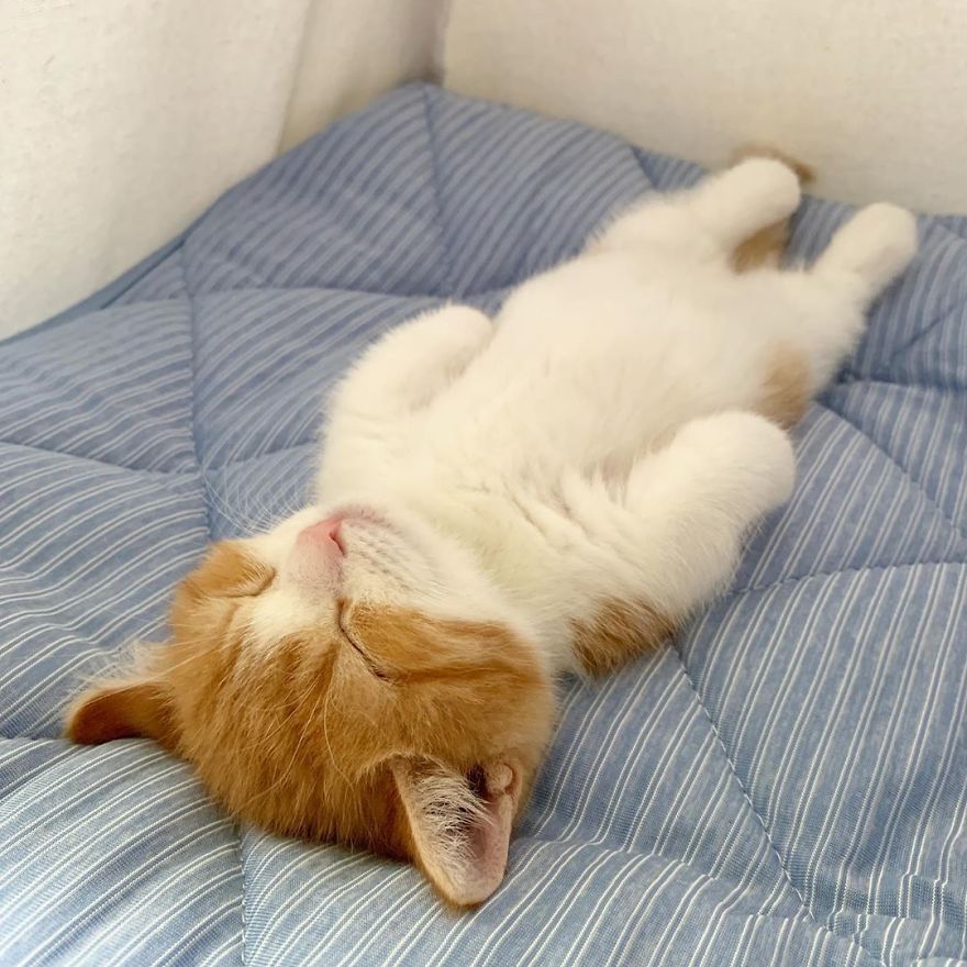 Pictures Of Adorable Munchkin Kitten That Sleep Like Human 1
