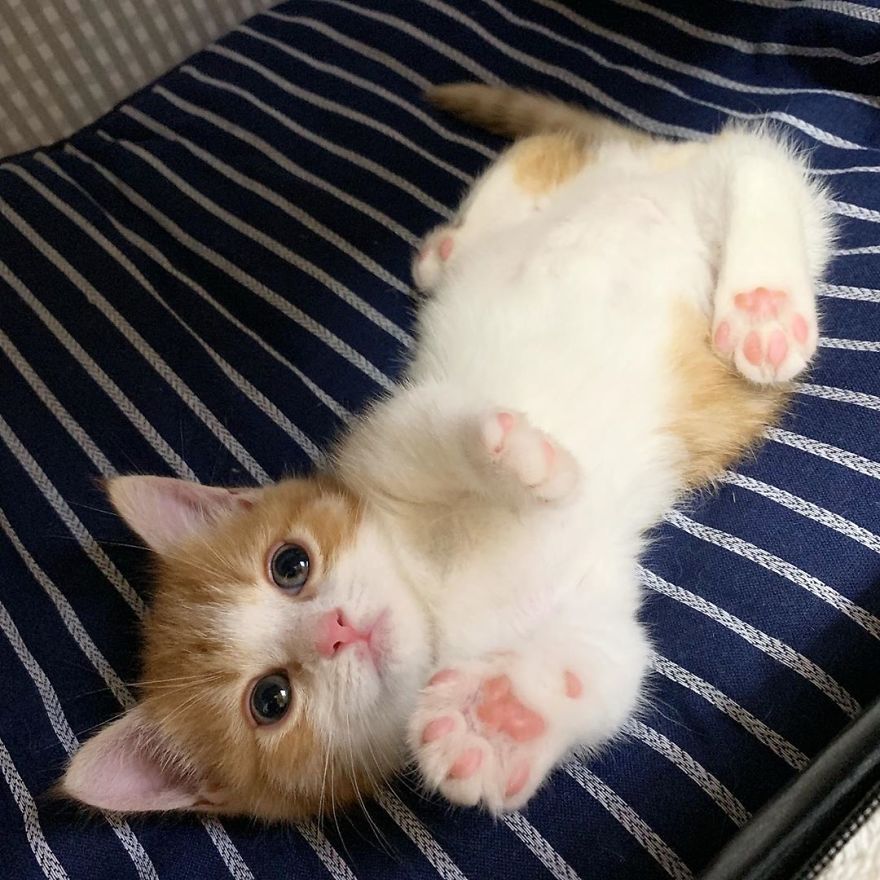 Pictures Of Adorable Munchkin Kitten That Sleep Like Human 4