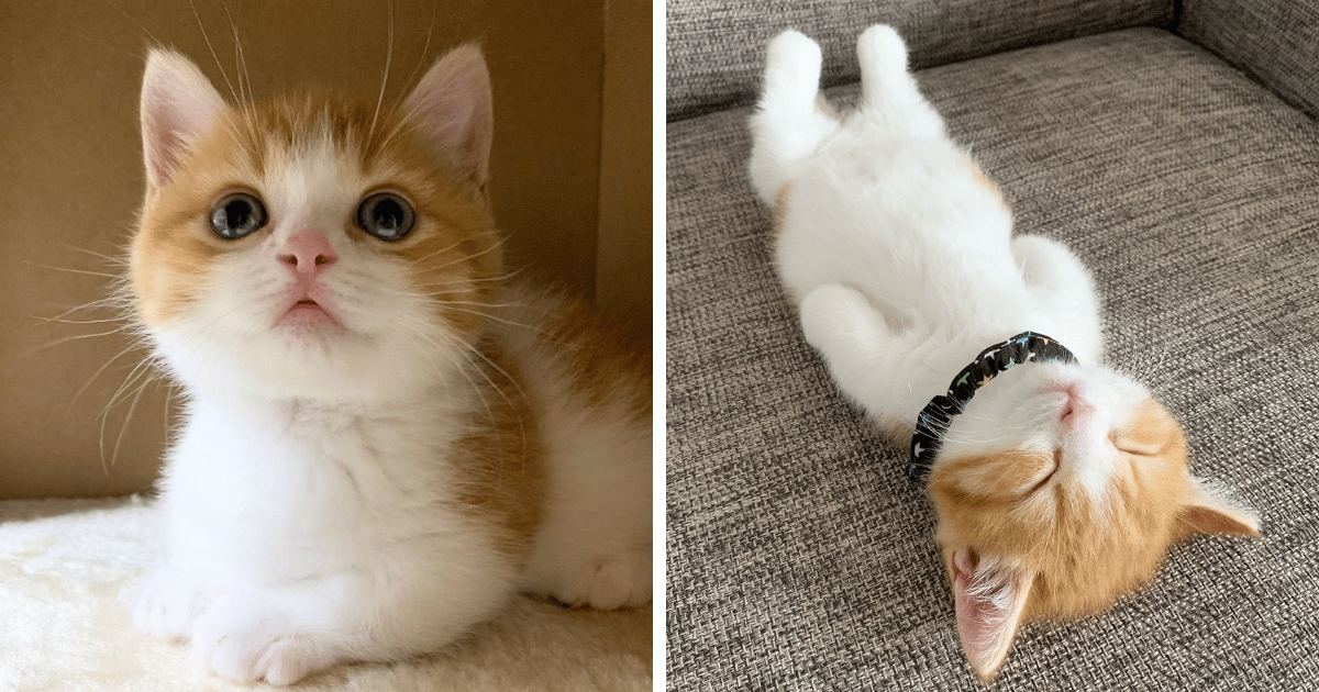 Pictures Of Adorable Munchkin Kitten That Sleep Like Human 5