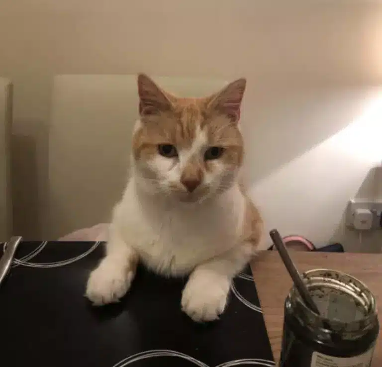 Pumpkin the Cat Is Back at the Checkout After Defying a Supermarket Ban 1