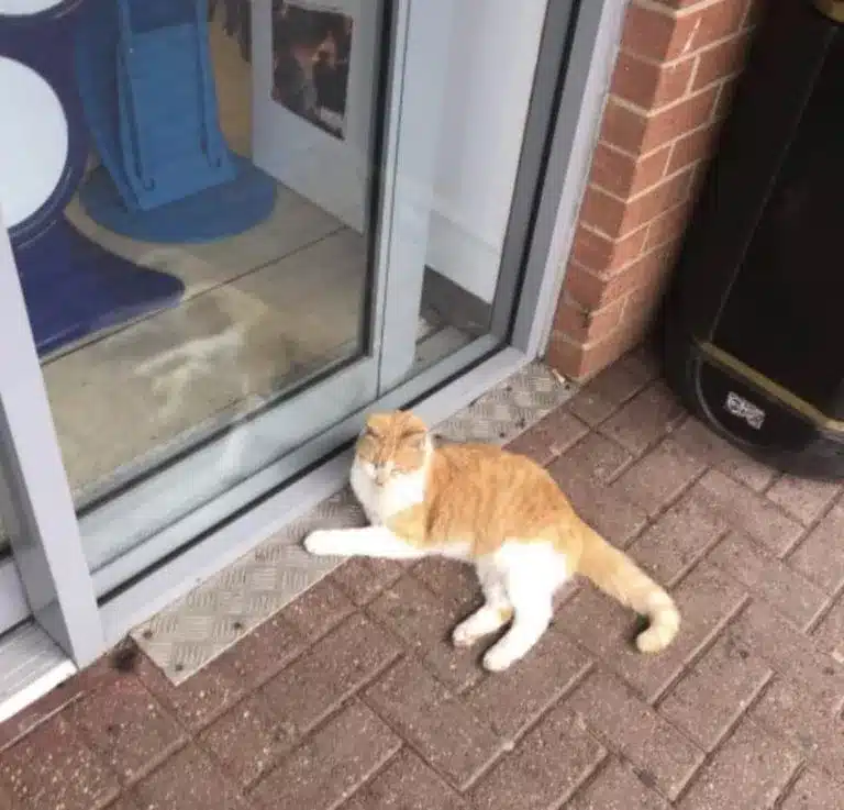 Pumpkin the Cat Is Back at the Checkout After Defying a Supermarket Ban 2