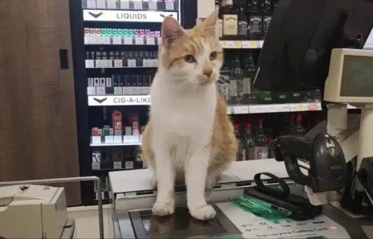 Pumpkin the Cat Is Back at the Checkout After Defying a Supermarket Ban 3