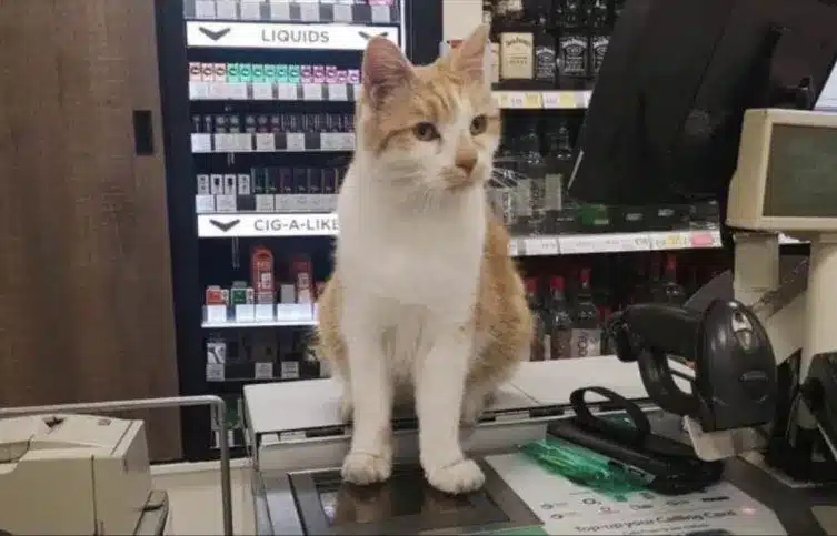 Pumpkin the Cat Is Back at the Checkout After Defying a Supermarket Ban