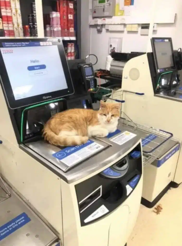 Pumpkin the Cat Is Back at the Checkout After Defying a Supermarket Ban 4