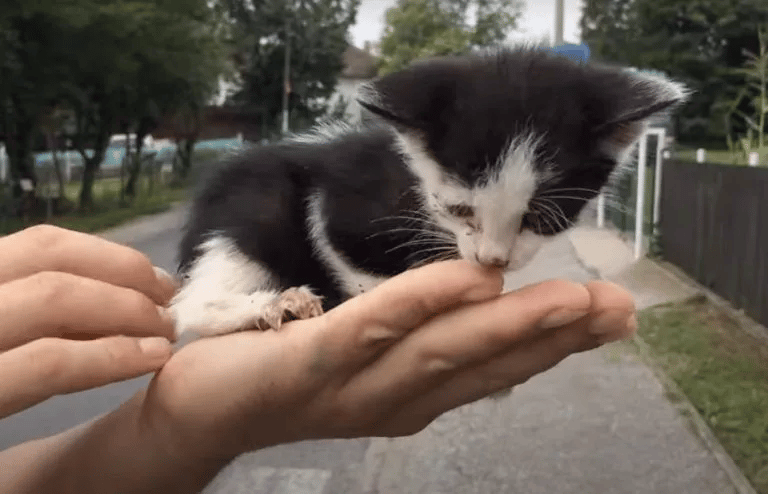 Rescue of a Black and White Kitten from the Street