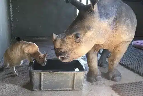 Rescued Ginger Cat Bonds With a Very Unusual Friend